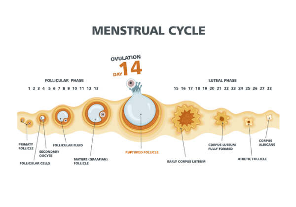 Female Fertility Female Infertility Treatment