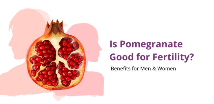 Pomegranate fruit and seeds supporting fertility and reproductive health in men and women