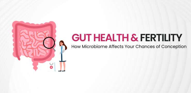 Illustration of the gut-fertility connection showing microbiome and reproductive health
